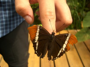 Butterfly-farm in Mindo