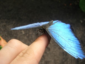 Butterfly-farm in Mindo